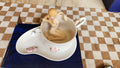 Cup and saucer with a nude lady in the cup