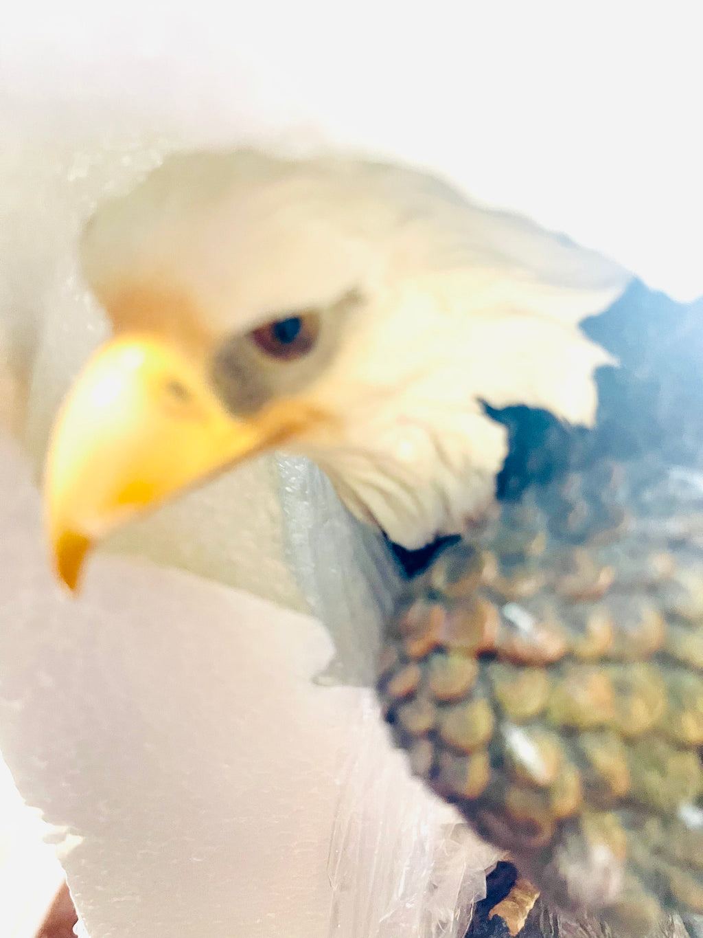 Eagle Sitting On A Branch The Gracy Rock Collection From Usa